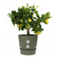 ELHO Pot de fleurs rond Greenville 30 - Exterieur - O 29,5 x H 27,8 cm - Vert feuille