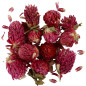 Creativ Company - Dried Flowers Red Clover Purple, 15gr 709502