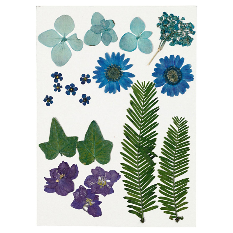 Creativ Company - Dried flowers and leaves, blue, 19 div 504472