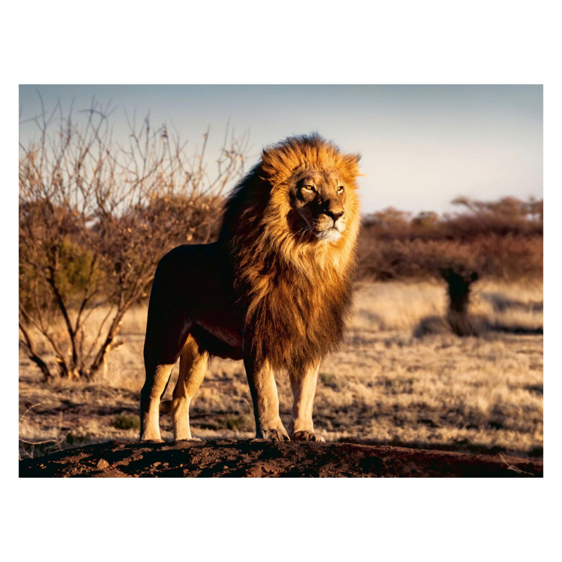 Ravensburger - The Lion The King of the Beasts Jigsaw Puzzle, 1500pcs. 171071