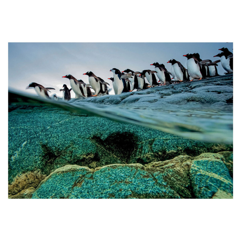 Clementoni Jigsaw Puzzle National Geographics - Penguin, 1000pcs. 39730